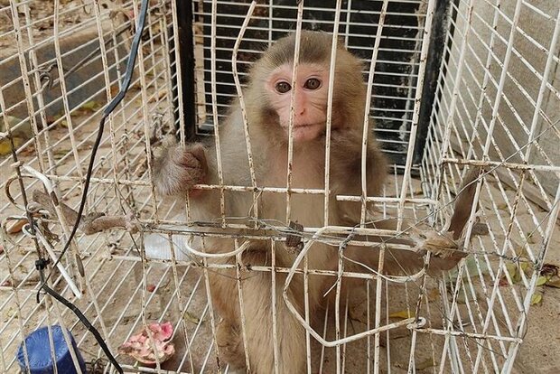 سبحانی: میمون قاچاق از پاتوق مواد مخدر در خمینیشهر کشف شد