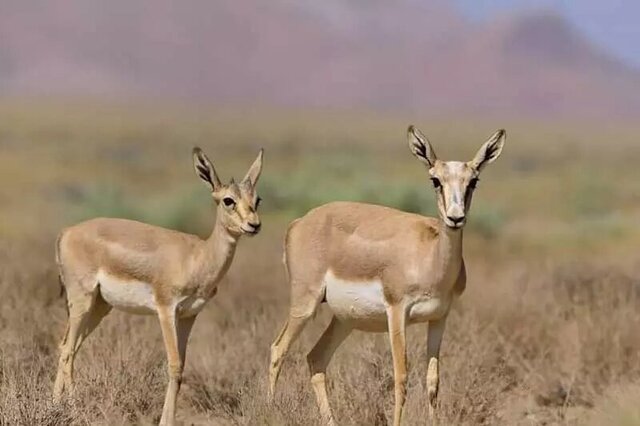 سرشماری پاییزه حیات‌وحش اصفهان آغاز شد