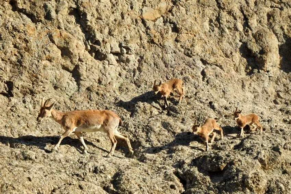 اصفهان سرشماری حیات وحش را با پهپاد در کلاه‌قاضی اجرا کرد