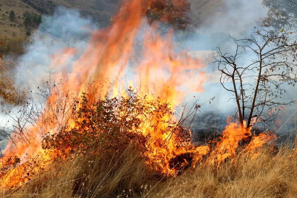 کمیسیون شورا‌های مجلس درباره آتش‌سوزی جنگل‌های الیت: حریق احتمالا با دخالت عامل انسانی از جمله شکارچیان غیر قانونی یا عابران غیر مجاز آغاز شده