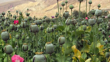 زمان کشت گیاهان مخدر پایه در ایران اعلام شد