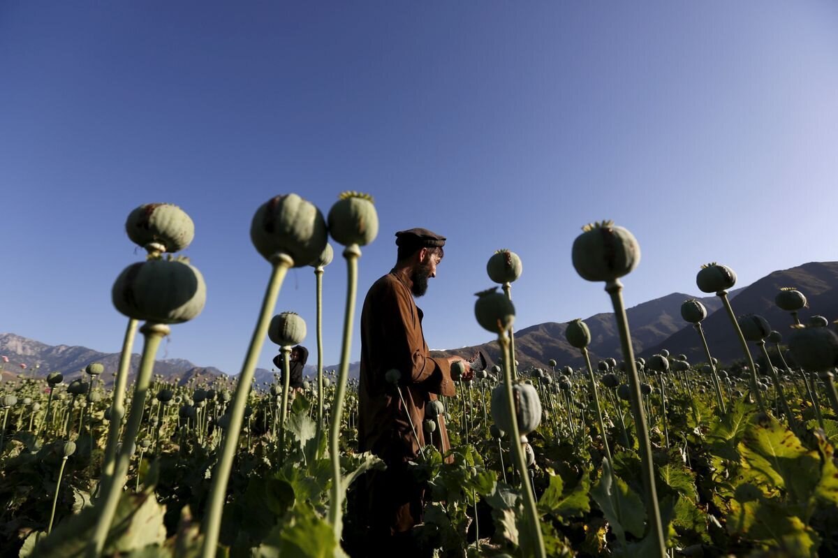 ستاد مبارزه با مواد مخدر: کشت خشخاش و شاه‌دانه در کشور ممنوع است